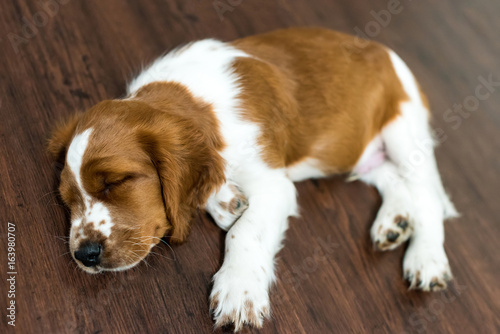 Obraz na płótnie English Springer Spaniel puppy