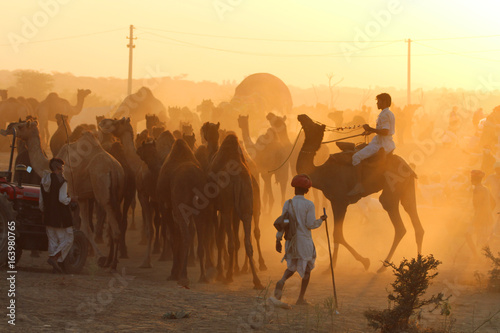 Inde / Pushkar Camel Fair photo