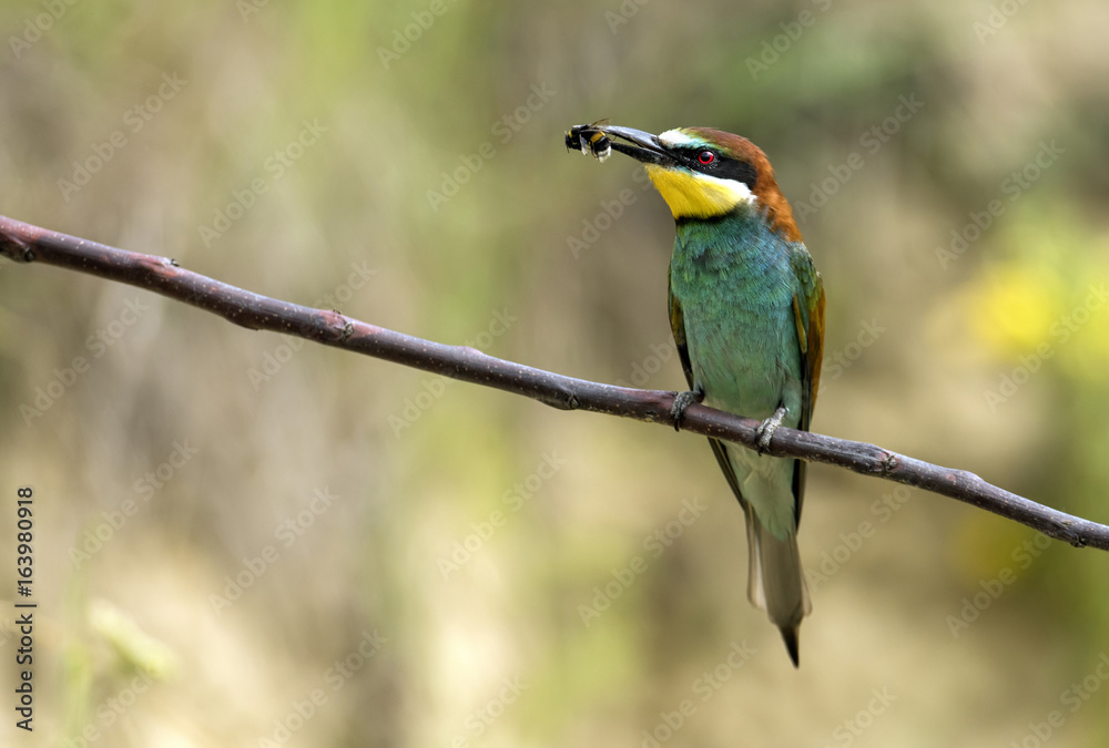 European bee eater (Merops apiaster) European bee eater (Merops apiaster)