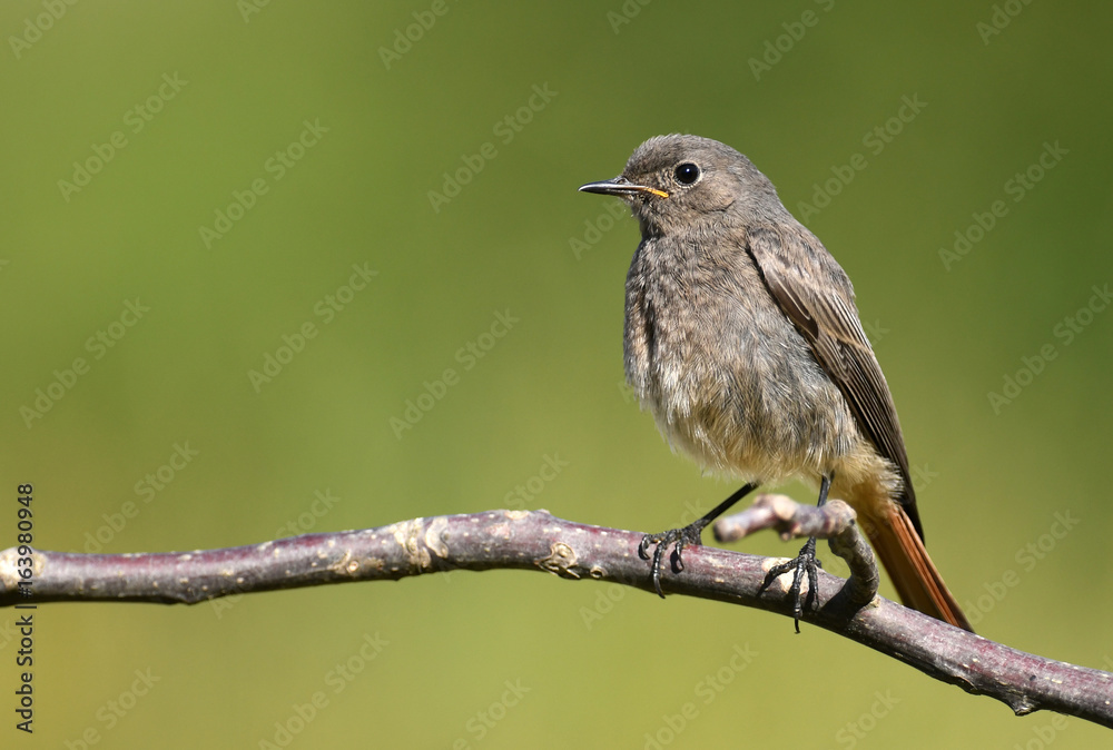 Black Redstart (Phoenicurus ochruros) Black Redstart (Phoenicurus ochruros)
