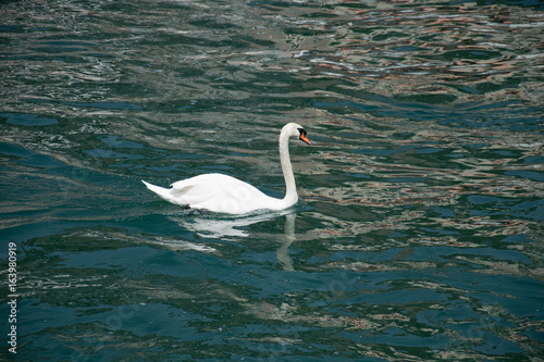 White Swan swimming © David