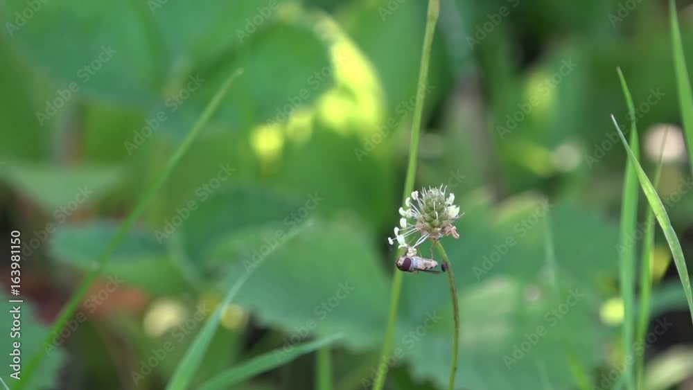 The fly hovers around the flower. The insect collects the nectar from the flower. The fly hovers around the flower. The insect collects the nectar from the flower.