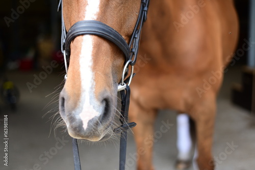Chestnut mare wearing snaffle bridle