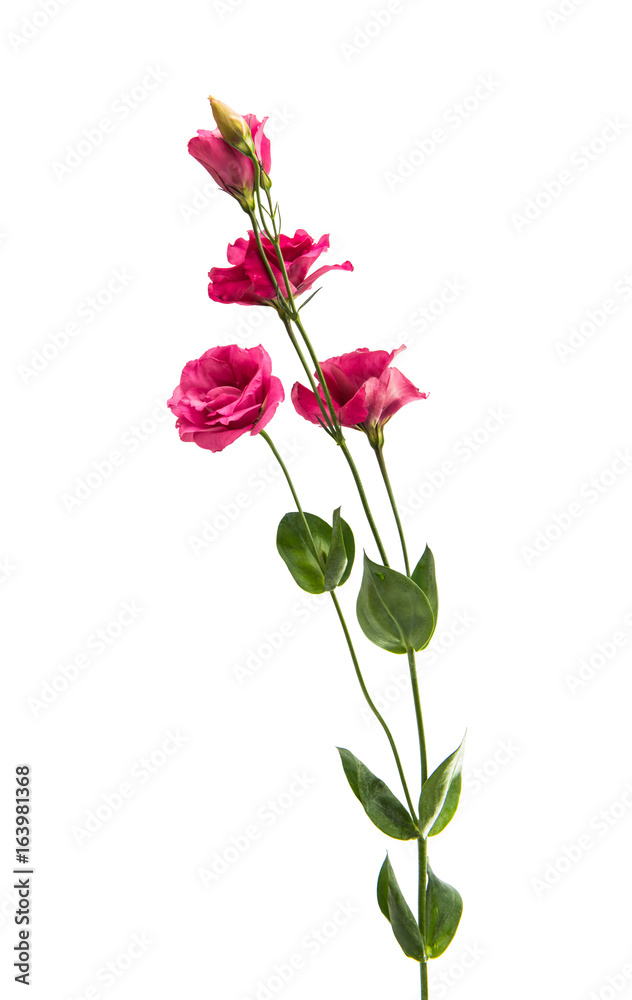 Beautiful eustoma isolated Beautiful eustoma isolated