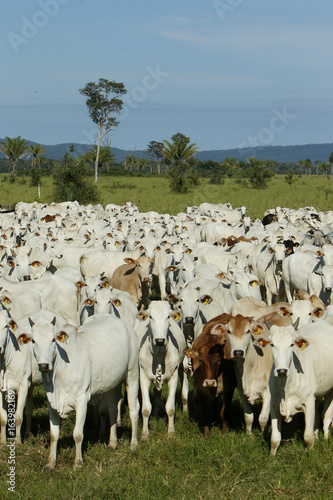 Fazenda de gado - MT