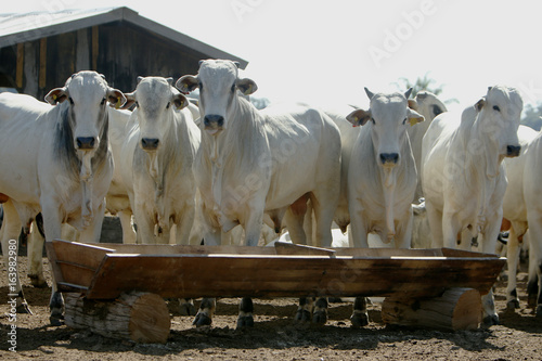 Fazenda de gado - MT