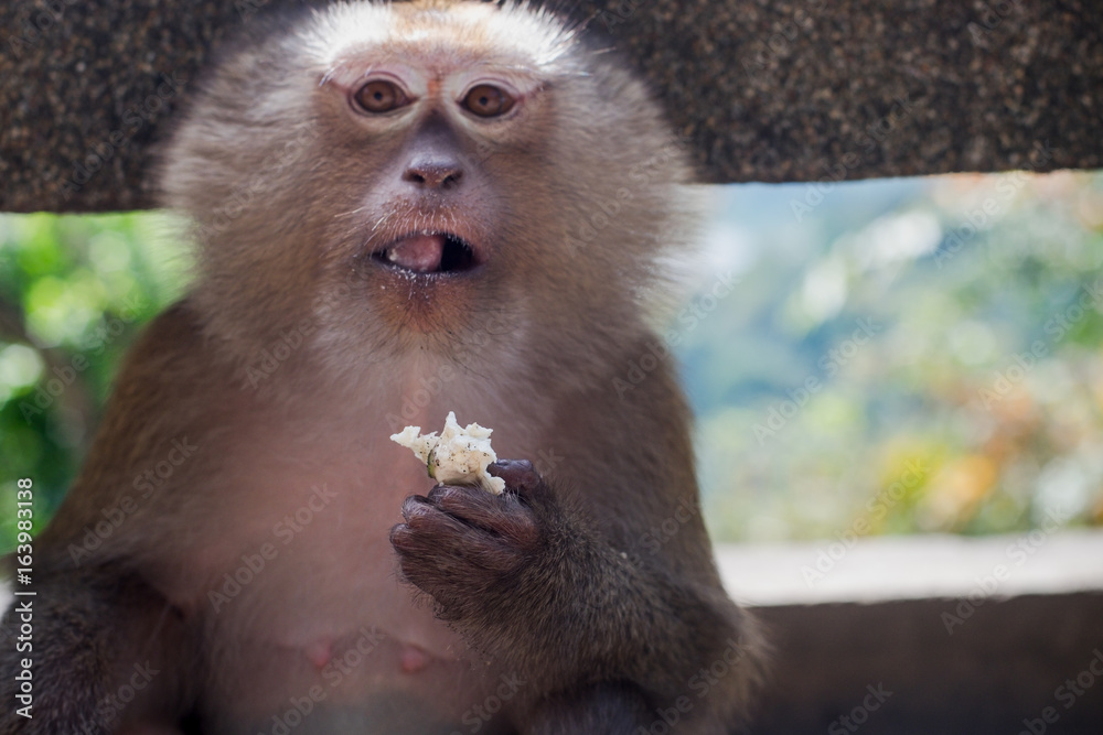 Fototapeta premium Monkey