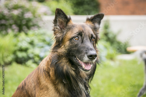 Fotografi Hund im Garten