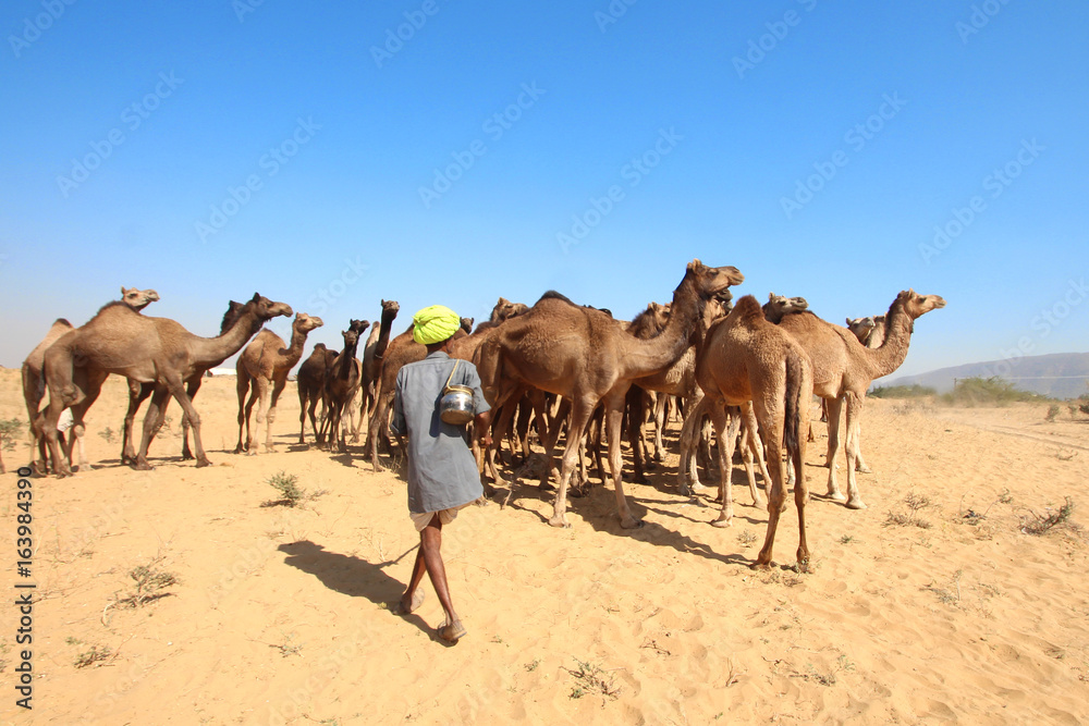 Fototapeta premium Inde / Pushkar Camel Fair