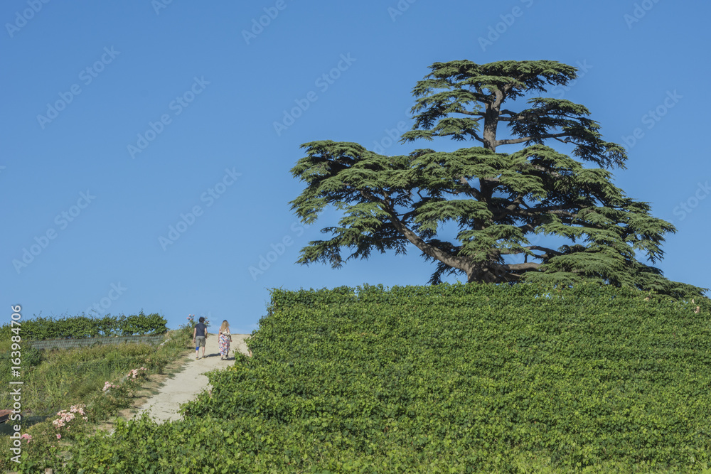 Fototapeta premium Cedro del Libano. Albero secolare simbolo de La Motta, Cuneo Piemonte