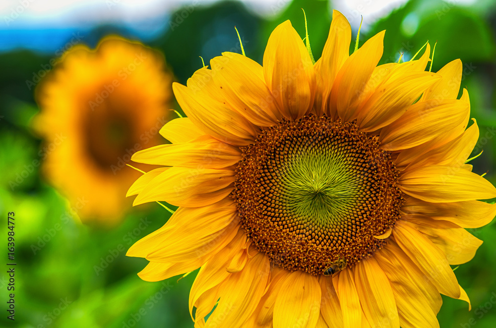 Obraz premium Sunflowers. Close up of yellow sunflower in the field in summer with a perched bee on it.
