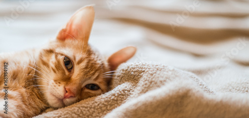 Cute orange tabby kitty cat