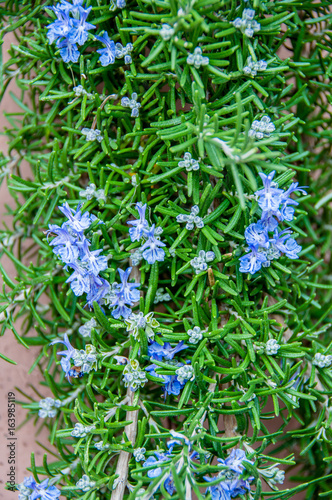 Rosemary flowers