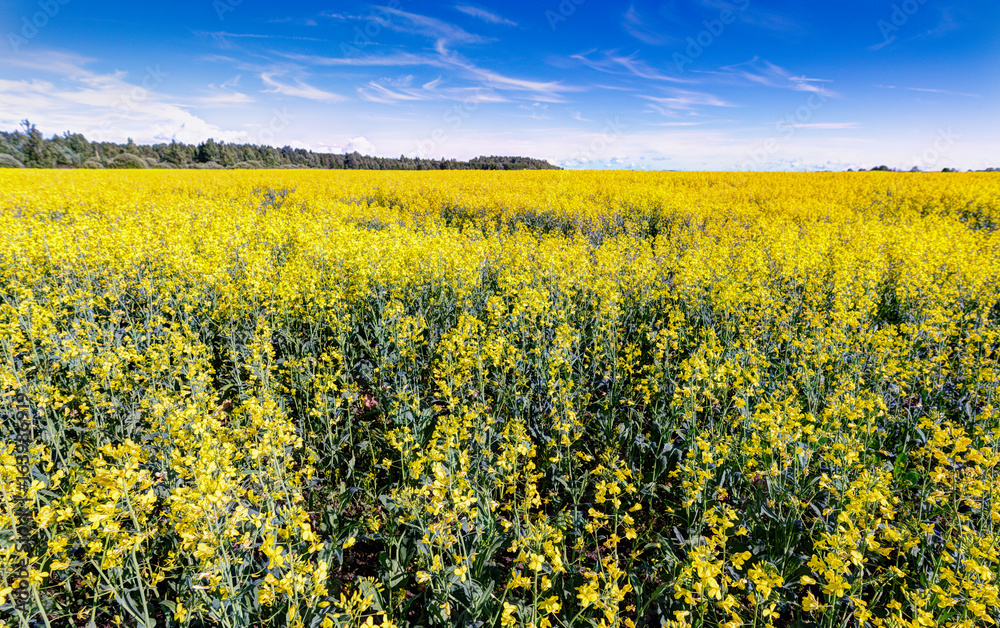 Green fields in summer time.