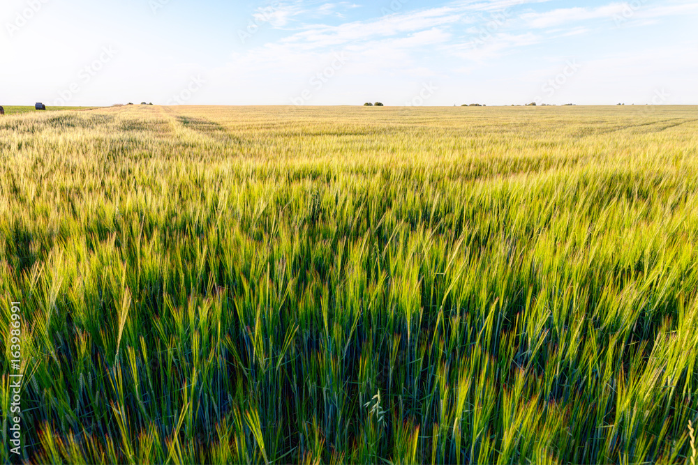 Fields of wheat in summer time.