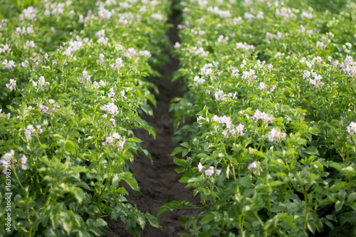 A vegetable garden of a young blooming potato. Flowering potatoes