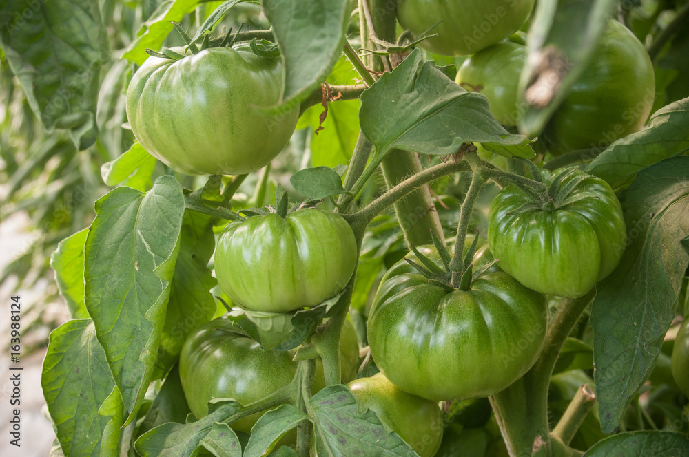 détail tomates anciennes encore vertes dans une serre biologique détail tomates anciennes encore vertes dans une serre biologique