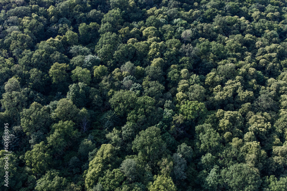 aerial view of the forest aerial view of the forest