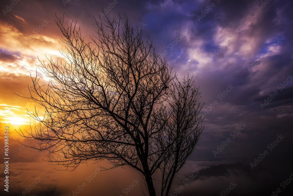View a dead tree with fog.Mysterious forest with a view of coming fog.Landscape painting showing creepy forest on misty autumn day.Lonely dead tree. Art nature. View a dead tree with fog.Mysterious forest with a view of coming fog.Landscape painting showing creepy forest on misty autumn day.Lonely dead tree. Art nature.