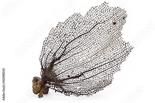 Rare mesh sheet of coral, isolated on white background