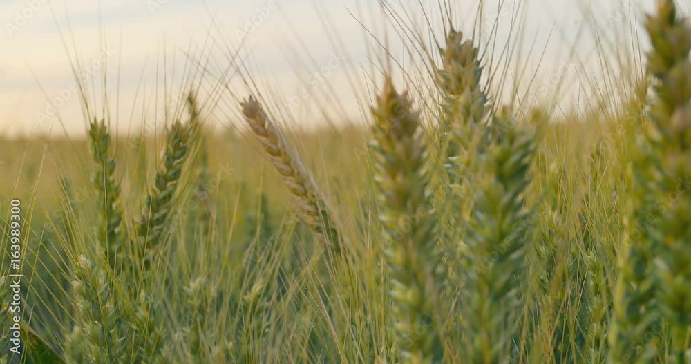 Field of wheat at dawn or sunset. Focusing. Field of wheat at dawn or sunset. Focusing.