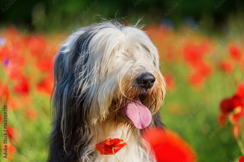 portrait of a bearded collie in a poppy field