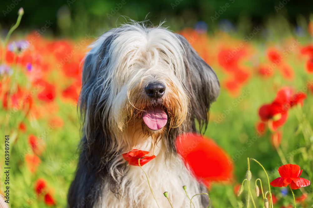 portrait of a bearded collie in a poppy field portrait of a bearded collie in a poppy field