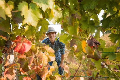 Young farmer is looking at camera through the grape leaves while harvesting ripe grapes in vineyard