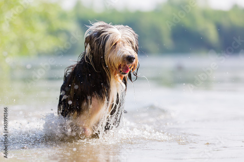 bearded collie running through the water