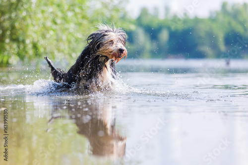 bearded collie running through the water