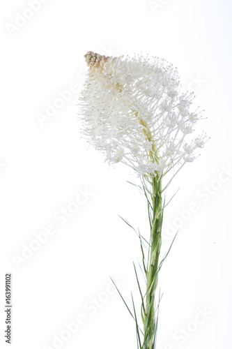 Beargrass