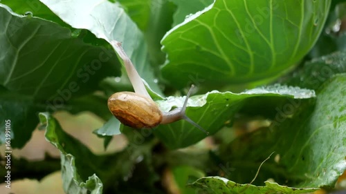 Small snail crawl on vegetable leaves in the  rain drop time. photo