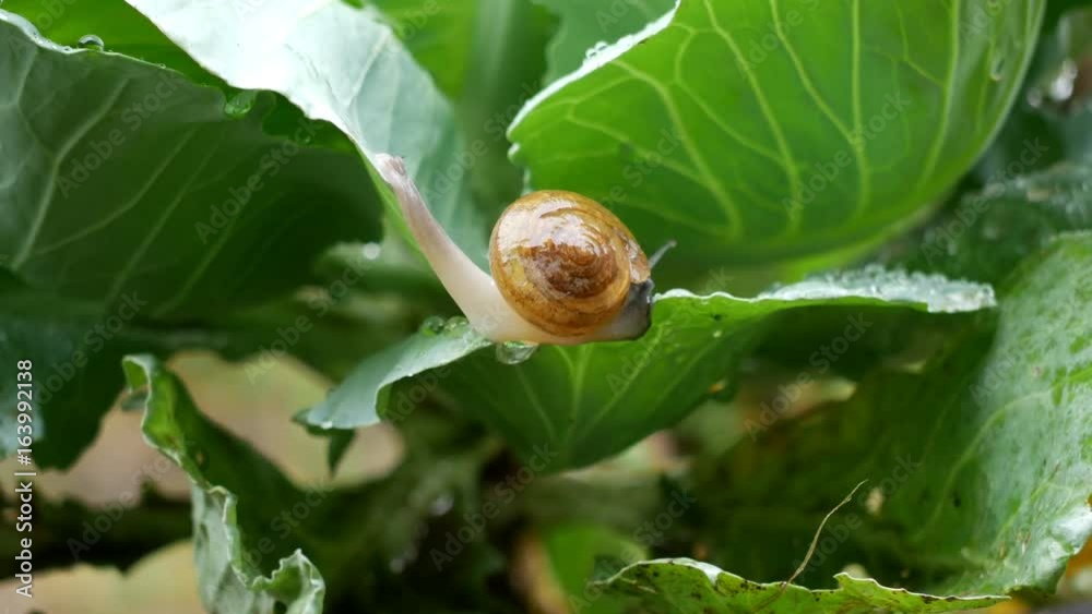 Small snail crawl on vegetable leaves in the rain drop time. Small snail crawl on vegetable leaves in the rain drop time.