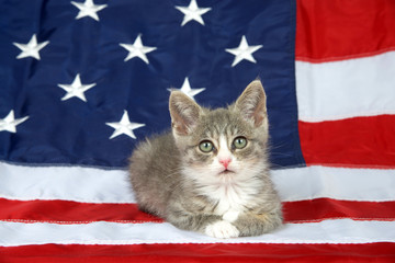 One small gray and white tabby kitten laying on the American flag looking directly at viewer. Patriotic kitty.