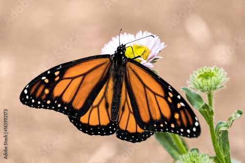 Monarch Beauty