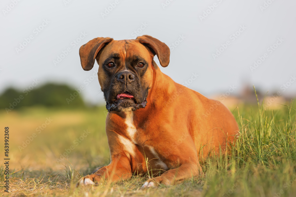 portrait of a boxer dog