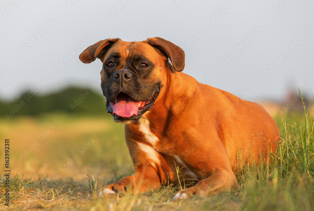 portrait of a boxer dog portrait of a boxer dog
