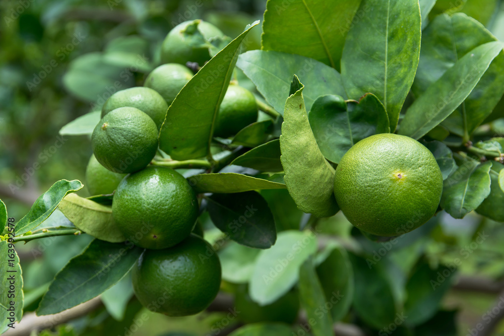 Green limes with branch in the garden Green limes with branch in the garden
