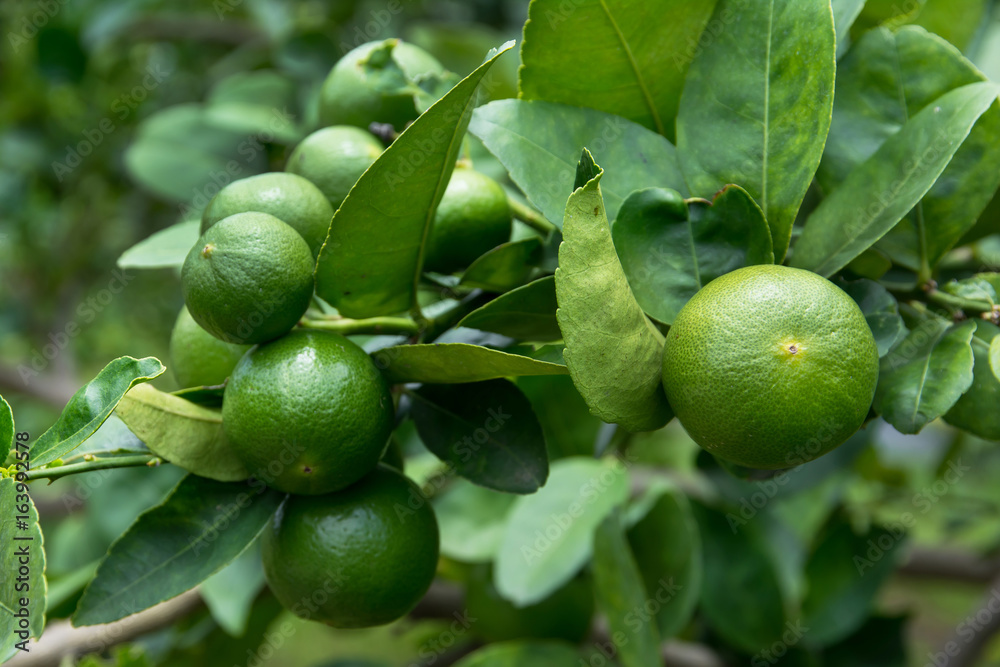 Green limes with branch in the garden