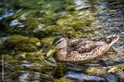 Duck on clear water