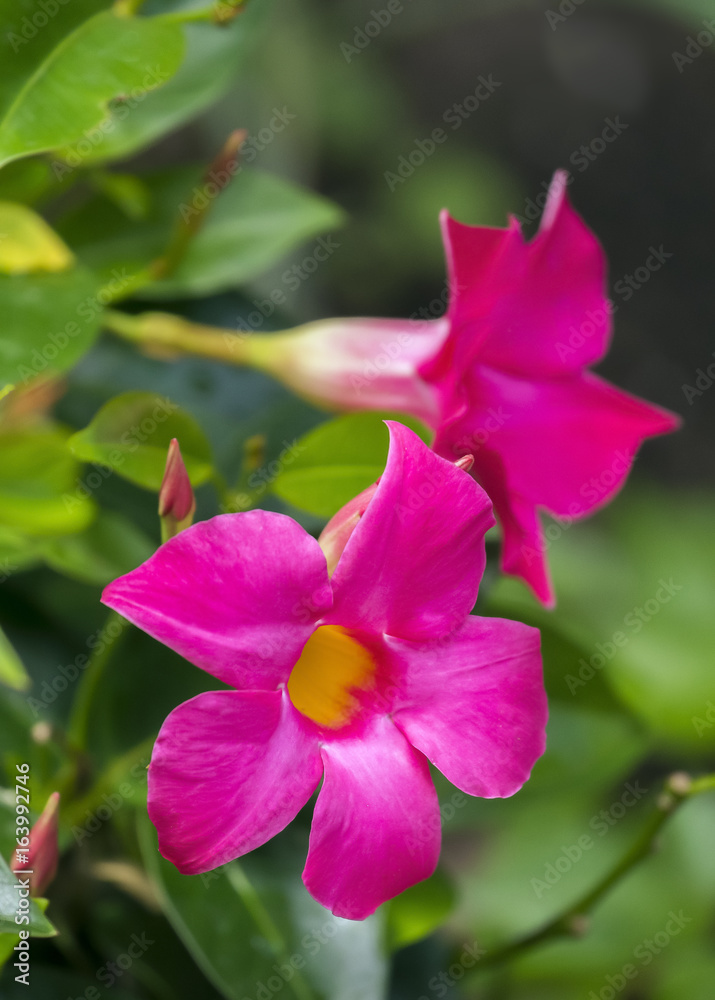 Two vibrant dipladenia flowers and buds on vibrant green foliage Two vibrant dipladenia flowers and buds on vibrant green foliage