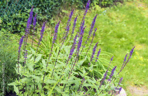 Tall tiny purple flowering salvia plant in natural garden