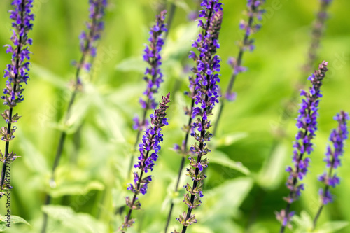 Closeup of vibrant purple salvia blooms in soft focus garden