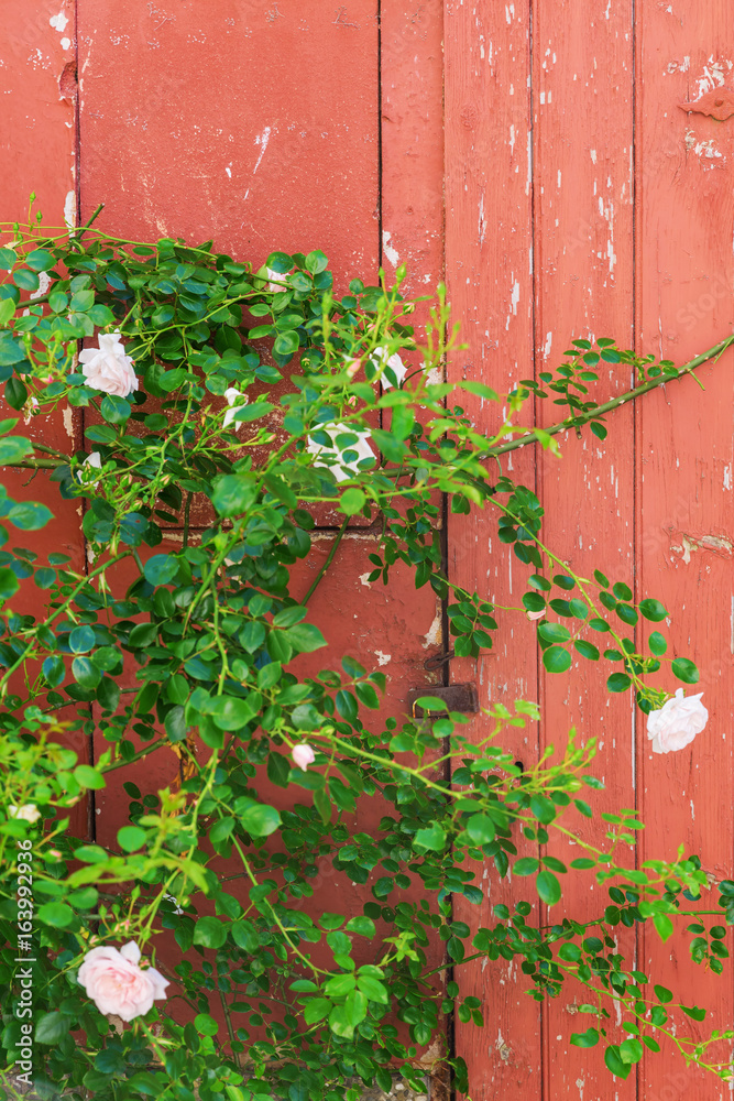 climbing rose at an old wooden door