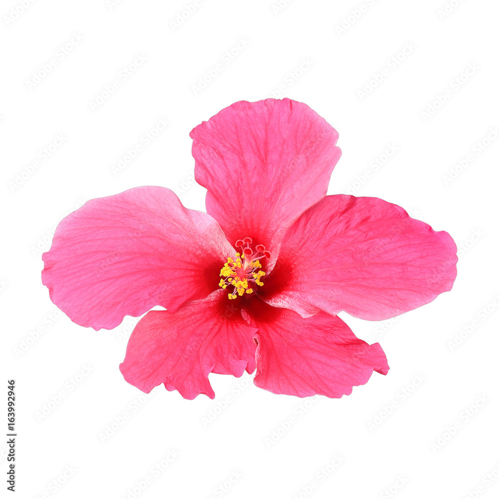 Pink hibiscus isolated on white background Pink hibiscus isolated on white background