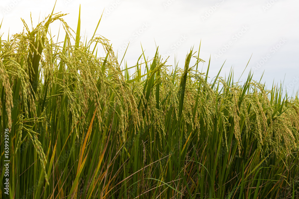 Fototapeta premium Close-up view low rice field.