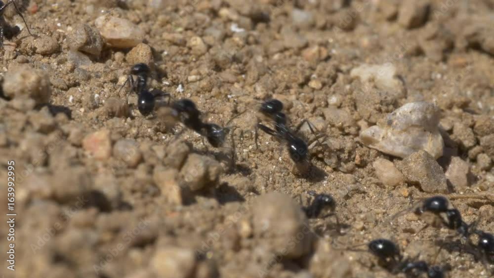 Black Ants in Desert Black Ants in Desert
