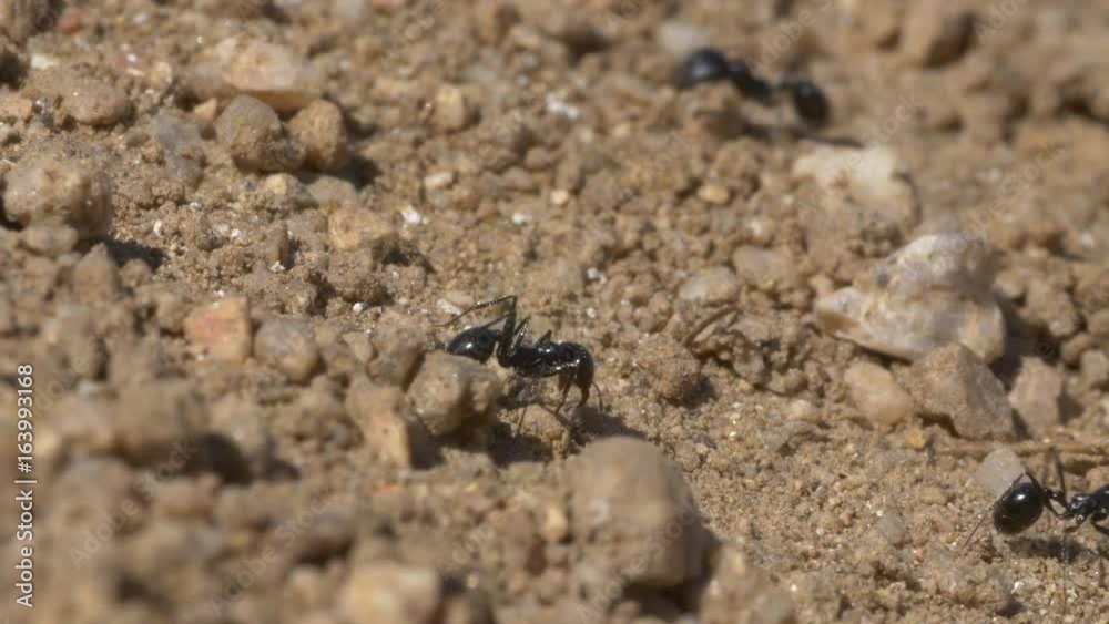 Black Ants in Desert Black Ants in Desert