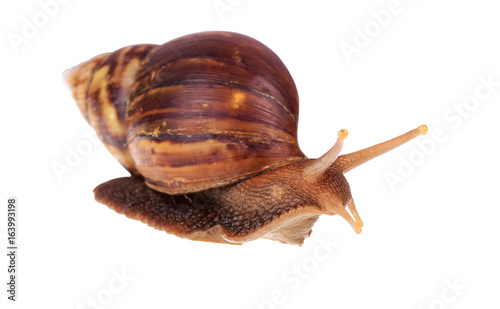 Snail, gastropod, winkle isolated on white background, selective focus.
