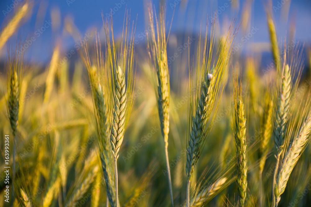 Wheat field in the sunset Wheat field in the sunset